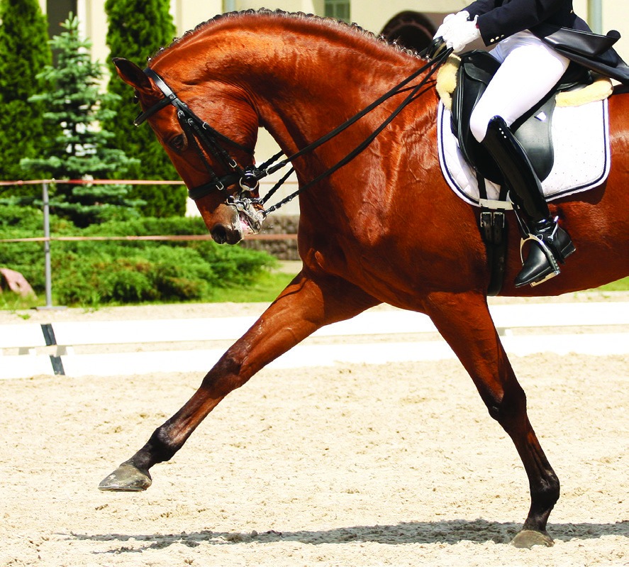 Dressurpferd mit Reiter im Training