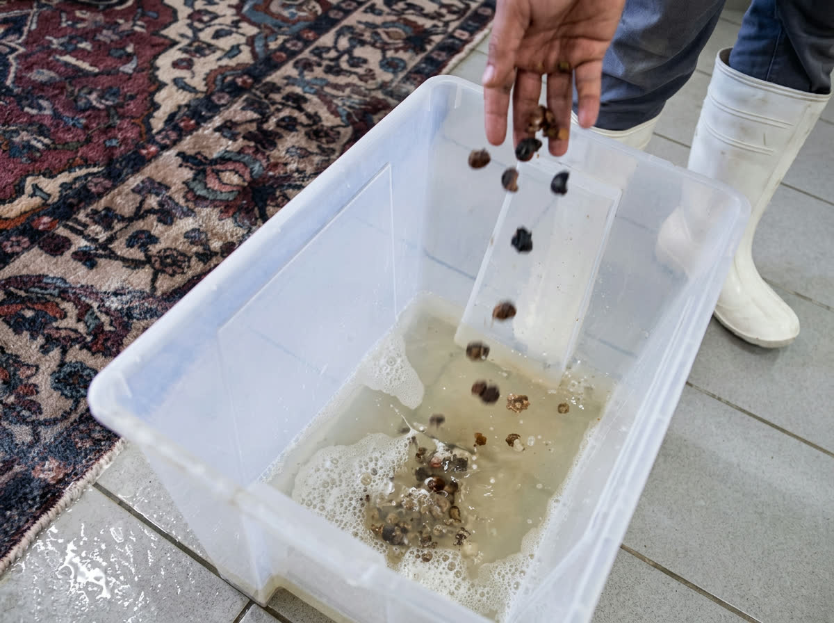 Handwäsche in der Werkstatt: gelöster Schmutz aus einem Orientteppich wird in die Waschwanne gegeben